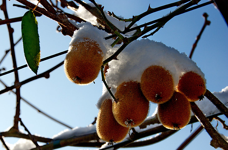 Hiver_07_Kiwis_© Henri Lacombe.jpg